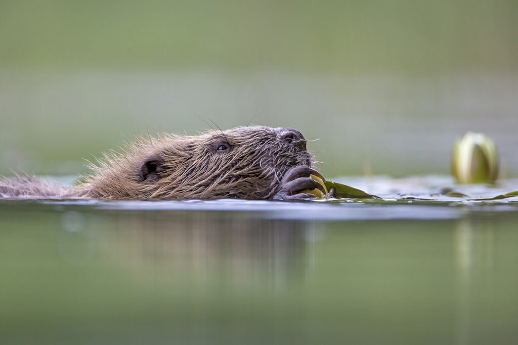 European Beaver (Castor fiber) low angle close up shot of beaver eating Lilly roots amongst lilies in flower
