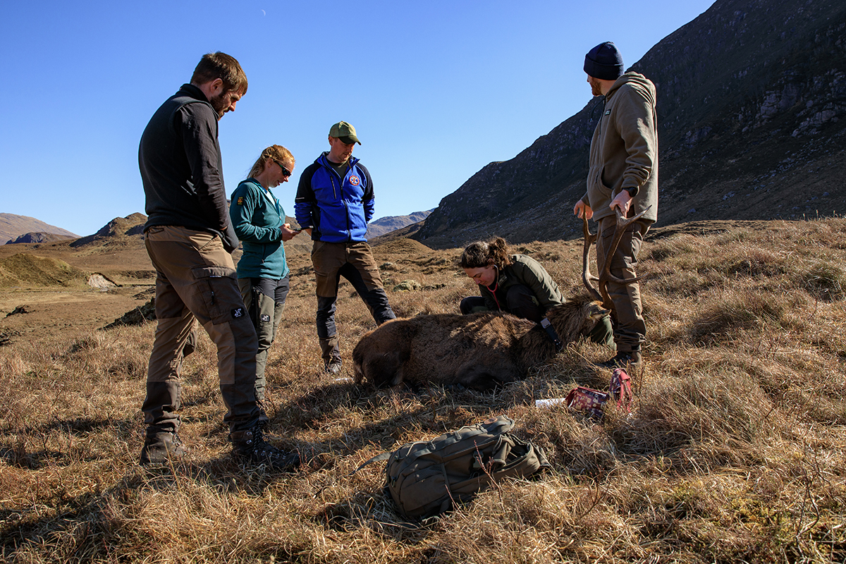 Stags are carefully monitored by researchers and stalkers during the collaring process.