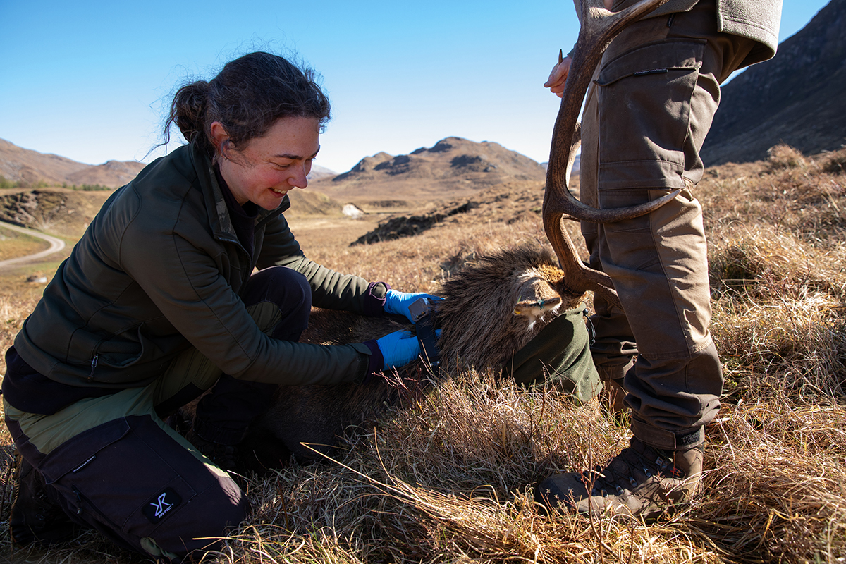 Dr Eilidh Smith and deer stalker Arran Matheson collar a stag in the west Highlands