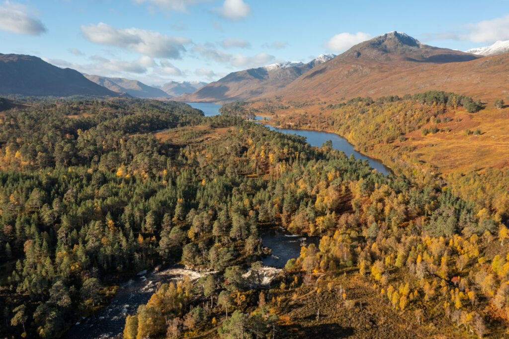 Caledonian forest next to the river Affric at Glen Affric National Nature Reserve.