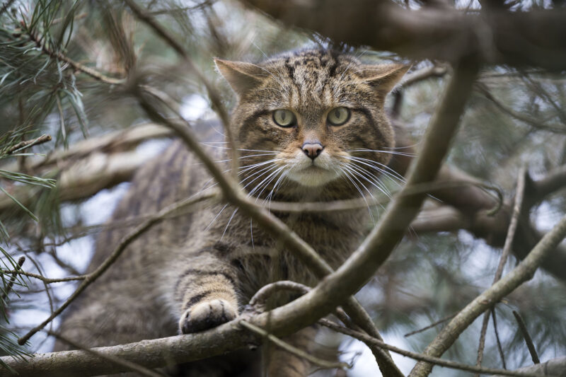 Scottish wildcat
