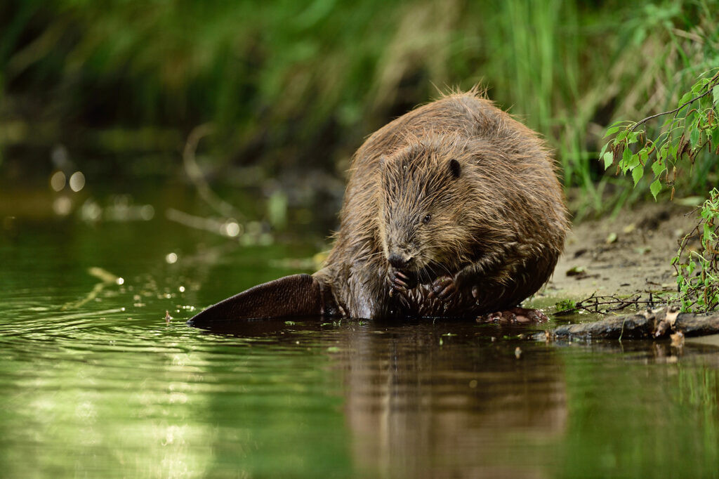Beaver (Castor fiber) in the Peene valley, Peene river, Anklam, Germany